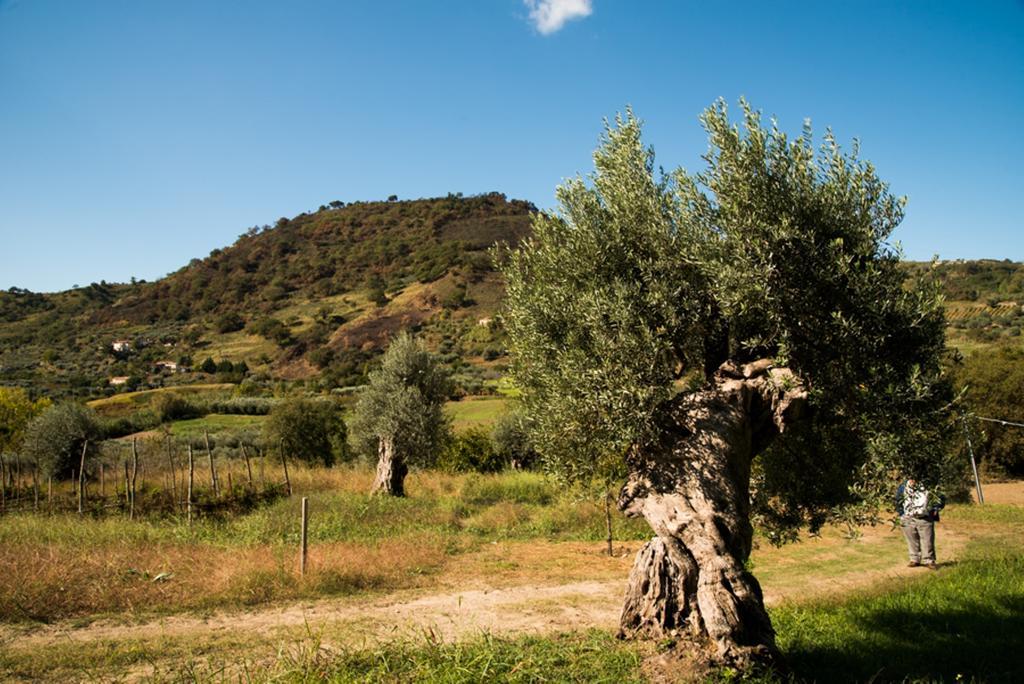 Agriturismo U' Casinu Da Scala Campora San Giovanni Bagian luar foto